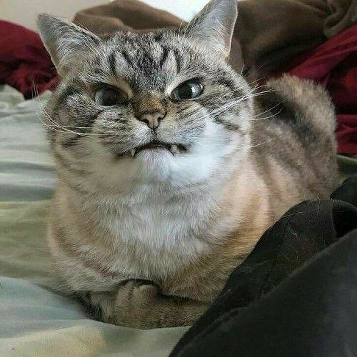 Почему коты ведут себя так странно?