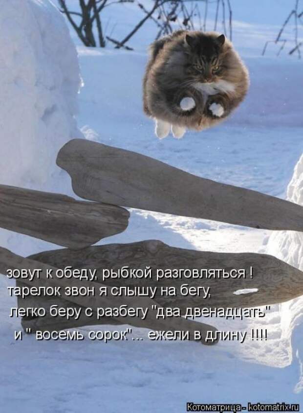 Свежая котоматрица на Бугаге (26 фото)