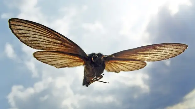 Родственные связи: учёные разгадали загадку происхождения крыльев у насекомых
