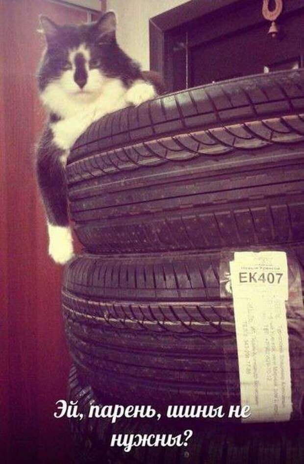 Свежая подборка автоприколов