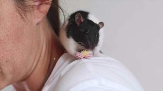 Крысы очень общительны и любят ласку, поэтому станут прекрасными компаньонами. © storyblocks  📷 