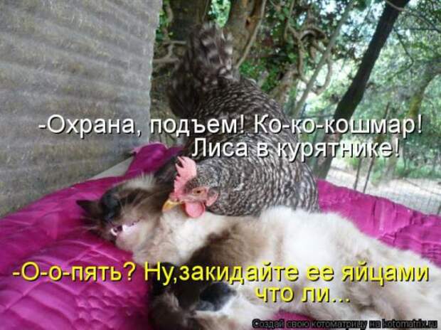 Котоматрицы(картинки с подписями)