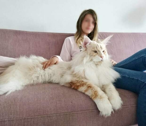 Девушка показала своего огромного кота породы мейн-кун, в его размеры сложно поверить