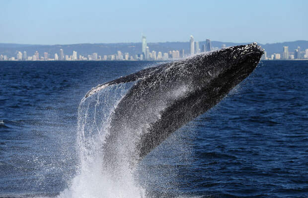 Горбатый кит, выпрыгивающий из воды