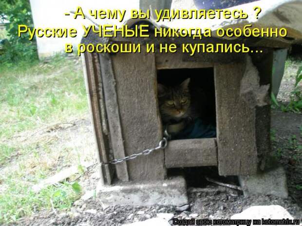 Лучшие котоматрицы недели (50 фото)
