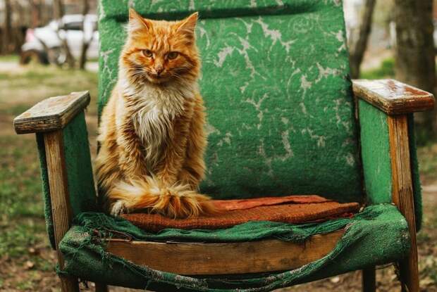 Старое кресло для кота...