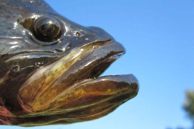 Саламур из скумбрии: домашняя закуска, которая покоряет с первого кусочка