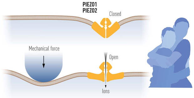 Рис. 5. Схема работы механорецепторного канала, построенного из белков PIEZO