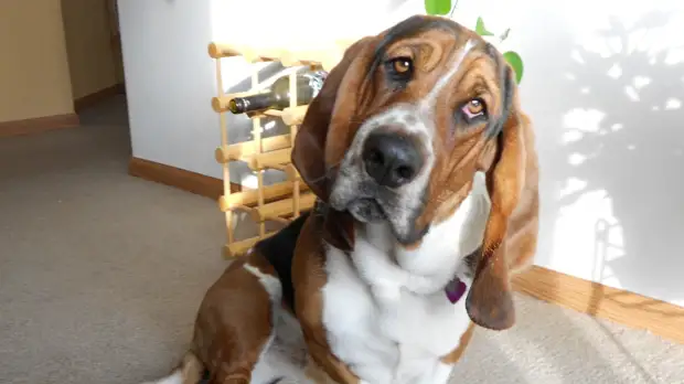 «Самый плохой защитник!» - какие породы собак не годятся для охраны дома