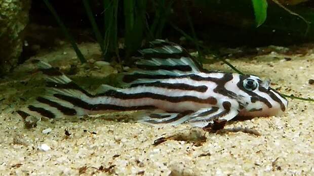 Hypancistrus zebra аквариумные рыбки, животные, необычные рыбы, рыбы