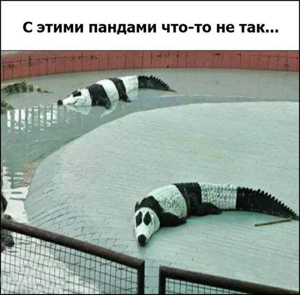Прикольные картинки. Вечерний выпуск картинки, подборка, фото