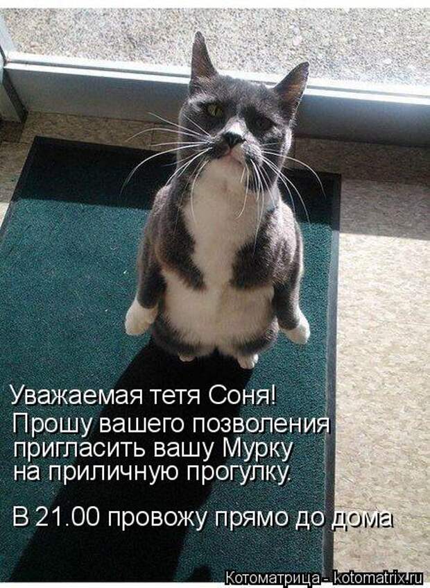 Котоматрица: Уважаемая тетя Соня! Прошу вашего позволения  пригласить вашу Мурку на приличную прогулку. В 21.00 провожу прямо до дома
