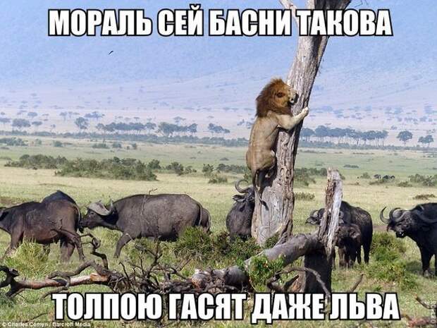 Смешные картинки с надписями прикол, юмор