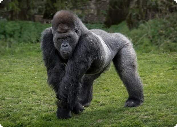 Необычный самец гориллы по кличке Амбам 