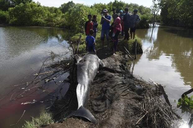 Десятки китов выбросились на берег в Индонезии индонезия, киты, спасение