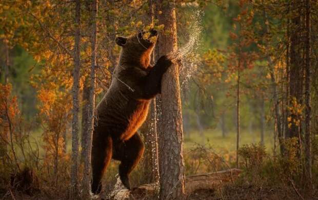 Эти забавные животные животные, фото, юмор