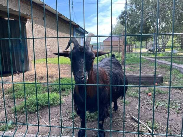 Попытку незаконного вывоза скота пресекли в регионе