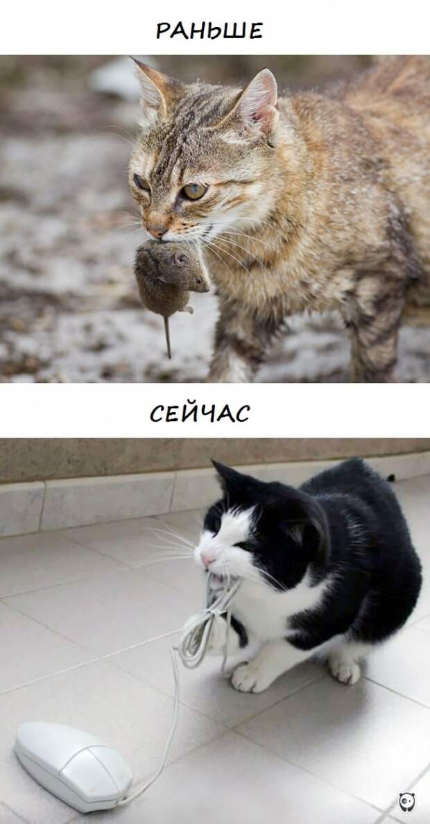коты