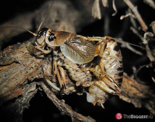 Cyphoderris strepitans