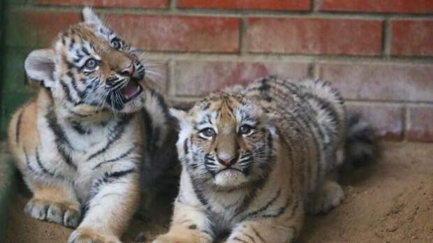 Собянин рассказал о новых обитателях Московского зоопарка