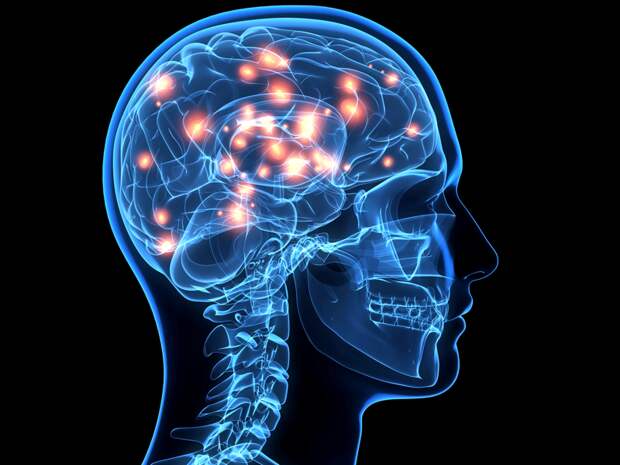 Человек использует свой мозг лишь на 10% мифы, наука, открытия, познай мир, удивительное рядом
