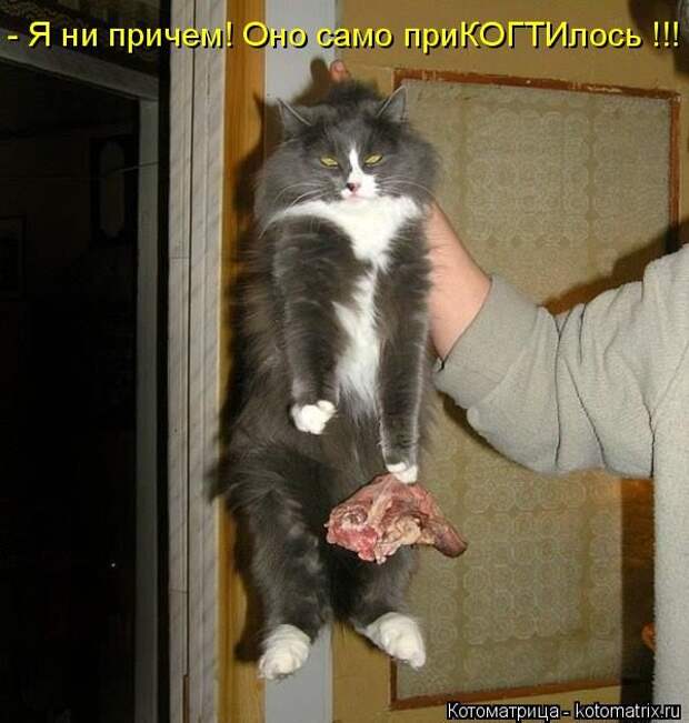 Забавные котоматрицы