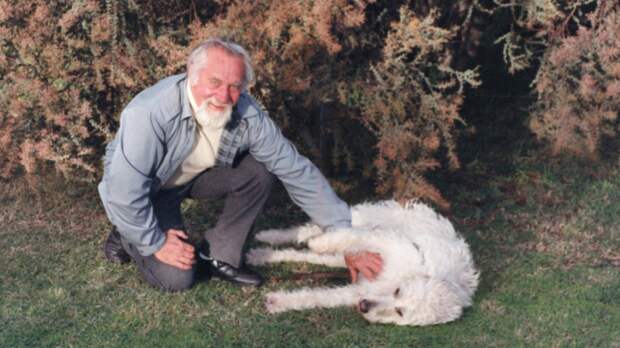 Уолли Конрон с Султаном, одним из первых лабрадудлей. Фото BBC World Service Уолли Конрон с Султаном, одним из первых лабрадудлей. Фото BBC World Service