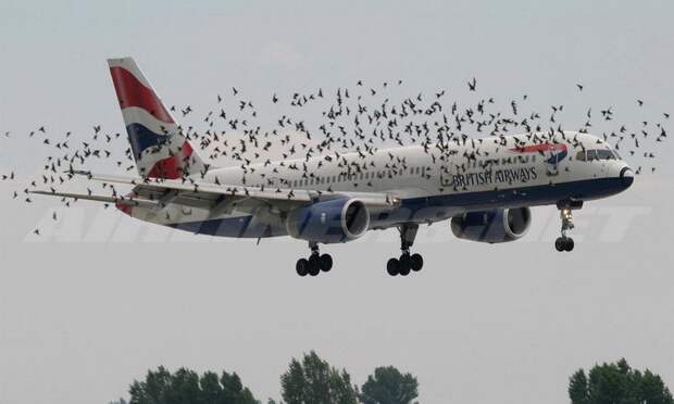 Что будет, если самолет столкнется с птицей? птица, самолет