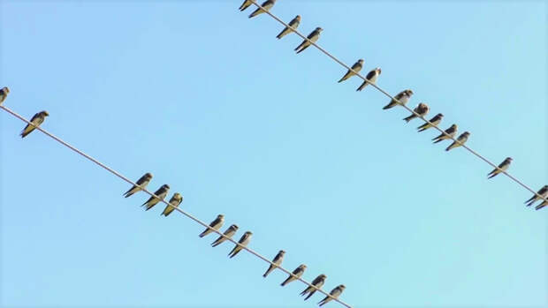 Коргалжынский заповедник: колония розовых фламинго в Центральном Казахстане