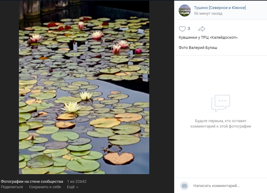 Фото дня: красота городской природы