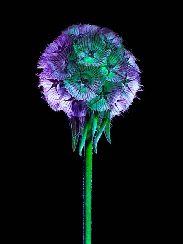 электрический цветок Electric Blossom Торкил Гуднасон