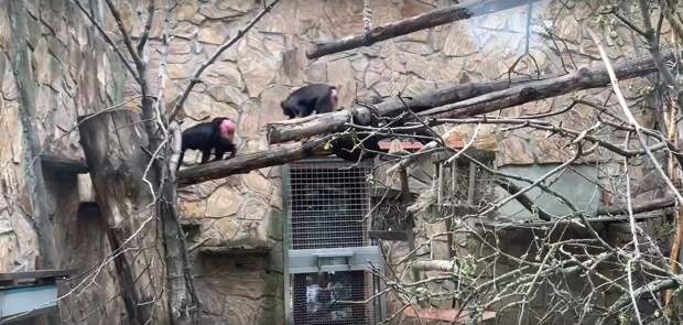 Сотрудники Ленинградского зоопарка сделали неустойчивую кормушку для черных макак