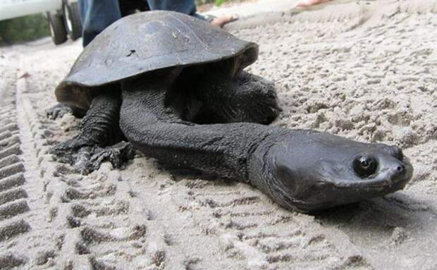 Змеиношеяя черепаха животные, интересное, удивительное, фото