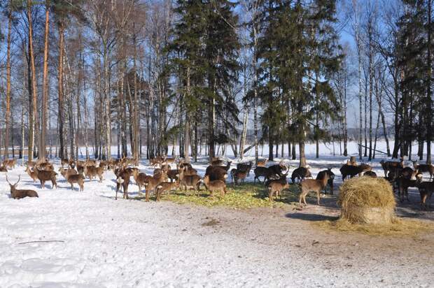 Лосиный остров