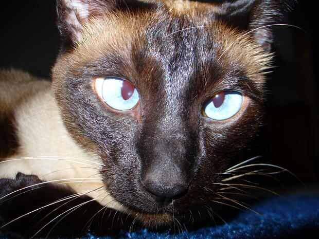 Интересные факты о сиамских кошках "симаки", животные, коты, факты