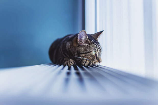 Кошачьи истории в фоторграфиях животные, коты