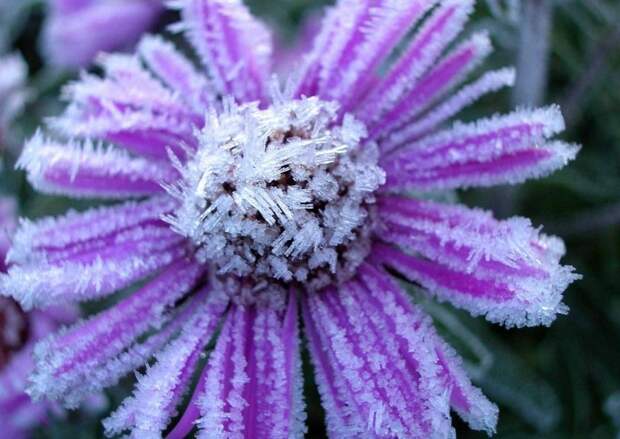 hoarfrost03 Утренний иней