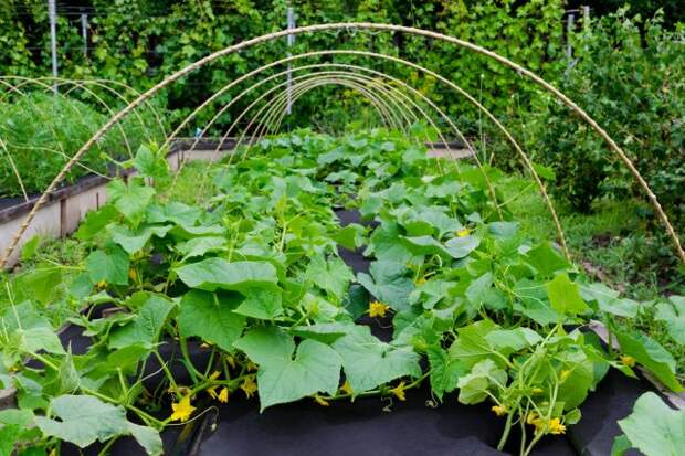 Выращивание овощей без нитратов