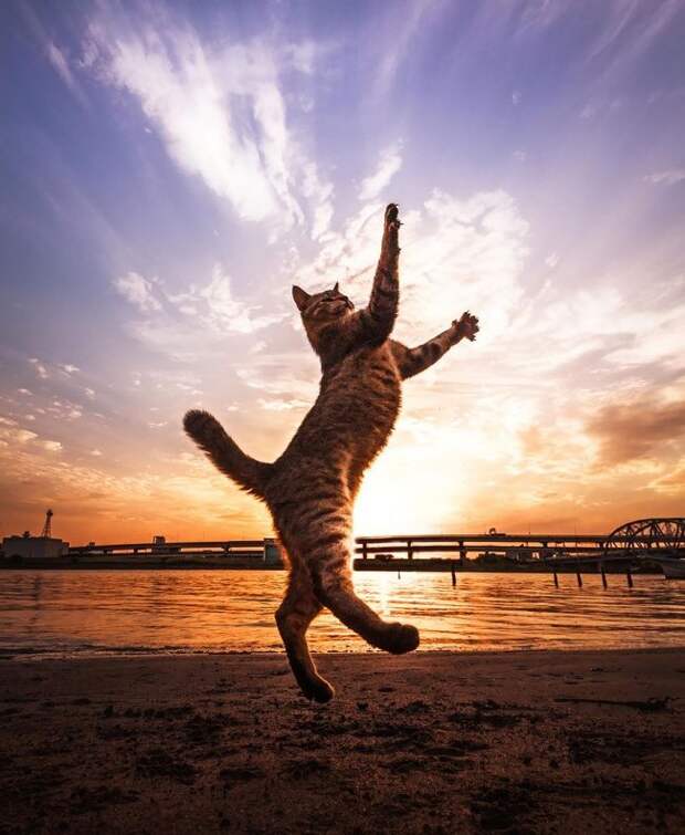 Неотразимые котэ