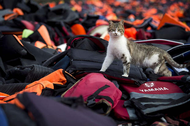 Местный кот исследует вещи прибывших мигрантов из Турции в Лесбос, Греция