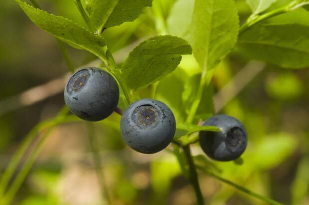 Обнаружена неожиданная польза привычной ягоды при диабете