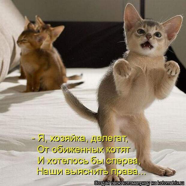 Лучшие котоматрицы недели (50 фото)