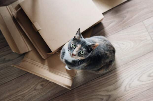 Переезд в новую квартиру: Как перевезти кошку