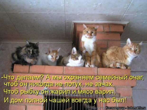 Свежая котоматрица для всех (33 фото)