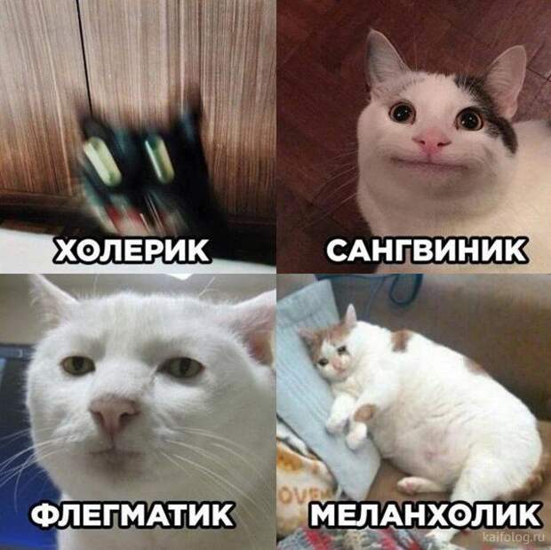Прикольные шутки и высказывания (35 картинок) Прикольные шутки и высказывания (35 картинок)