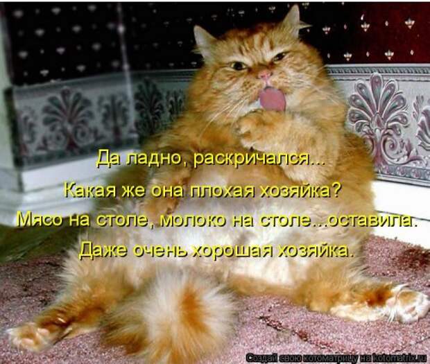 Свежая котоматрица (35 фото)