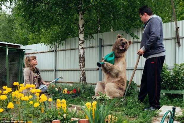Нужна помощь? Степан с удовольствием польет цветы в саду животные, медведь
