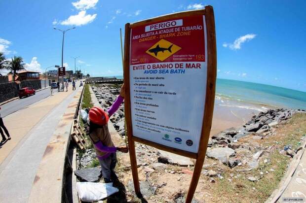 Пляжи Бразилии самые опасные по нападениям акул