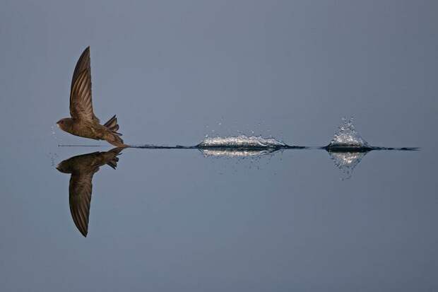 Блог - Главные победители Wildlife Photographer of the Year Главные победители Wildlife Photographer of the Year