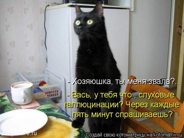 Котоматрица: галлюцинации? Через каждые пять минут спрашиваешь? - Хозяюшка, ты меня звала?.. - Вась, у тебя что , слуховые